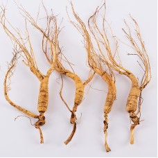 Dry Transplant Wild Ginseng Root 10-15 Years relative integrity New